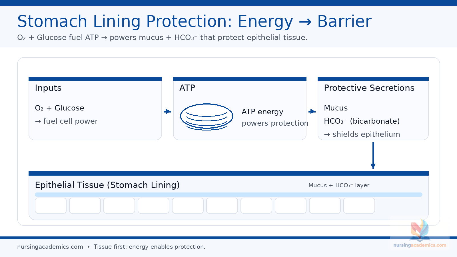 Stomach lining protection from ATP and mucus bicarbonate
