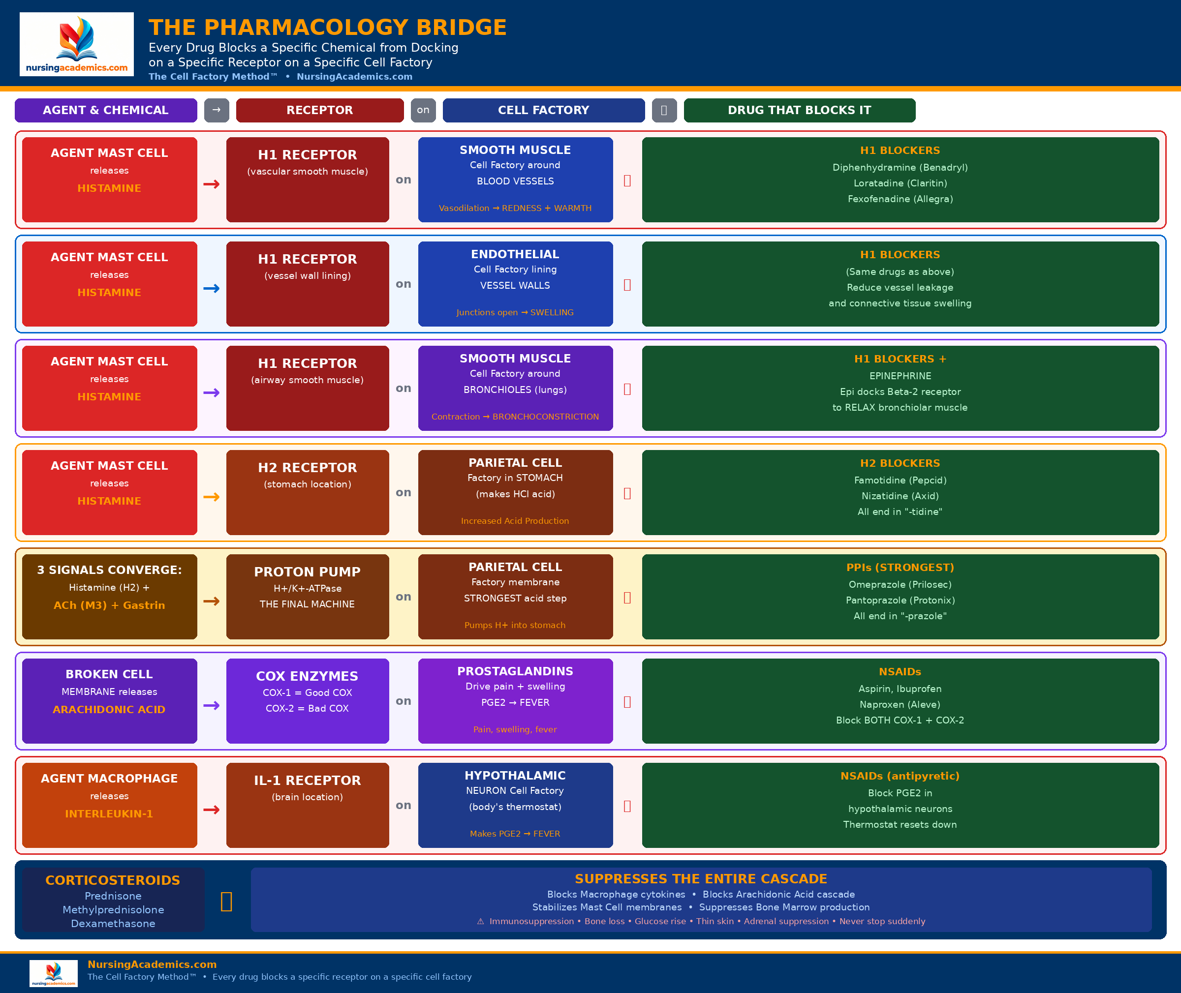 Pharmacology bridge preview