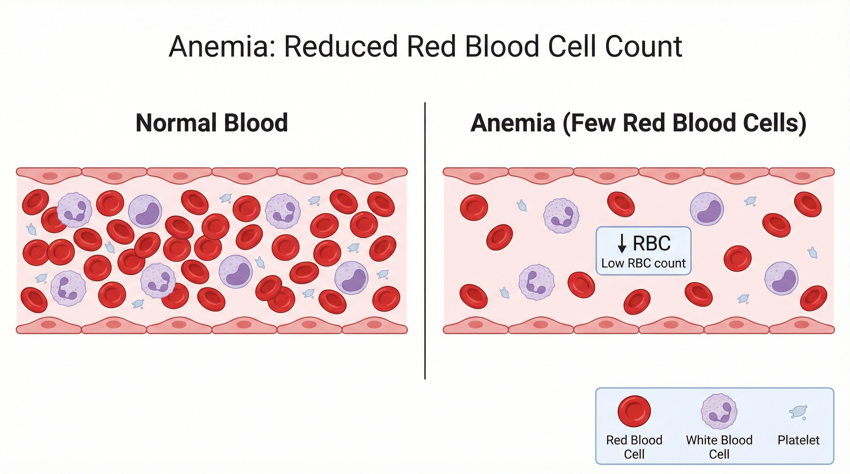 LPN Review - Homeostasis: Coagulation & Hematology preview