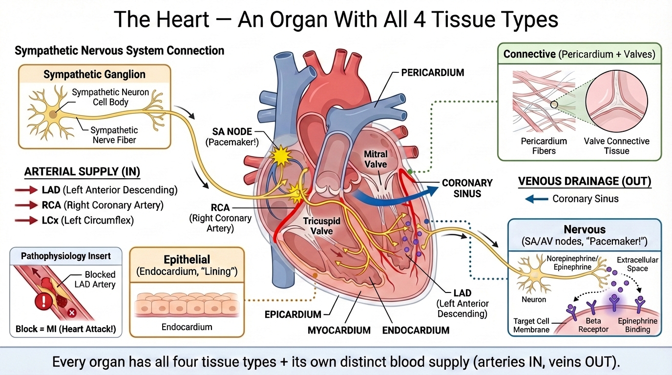 CV2 Section 2: Angina & MI preview