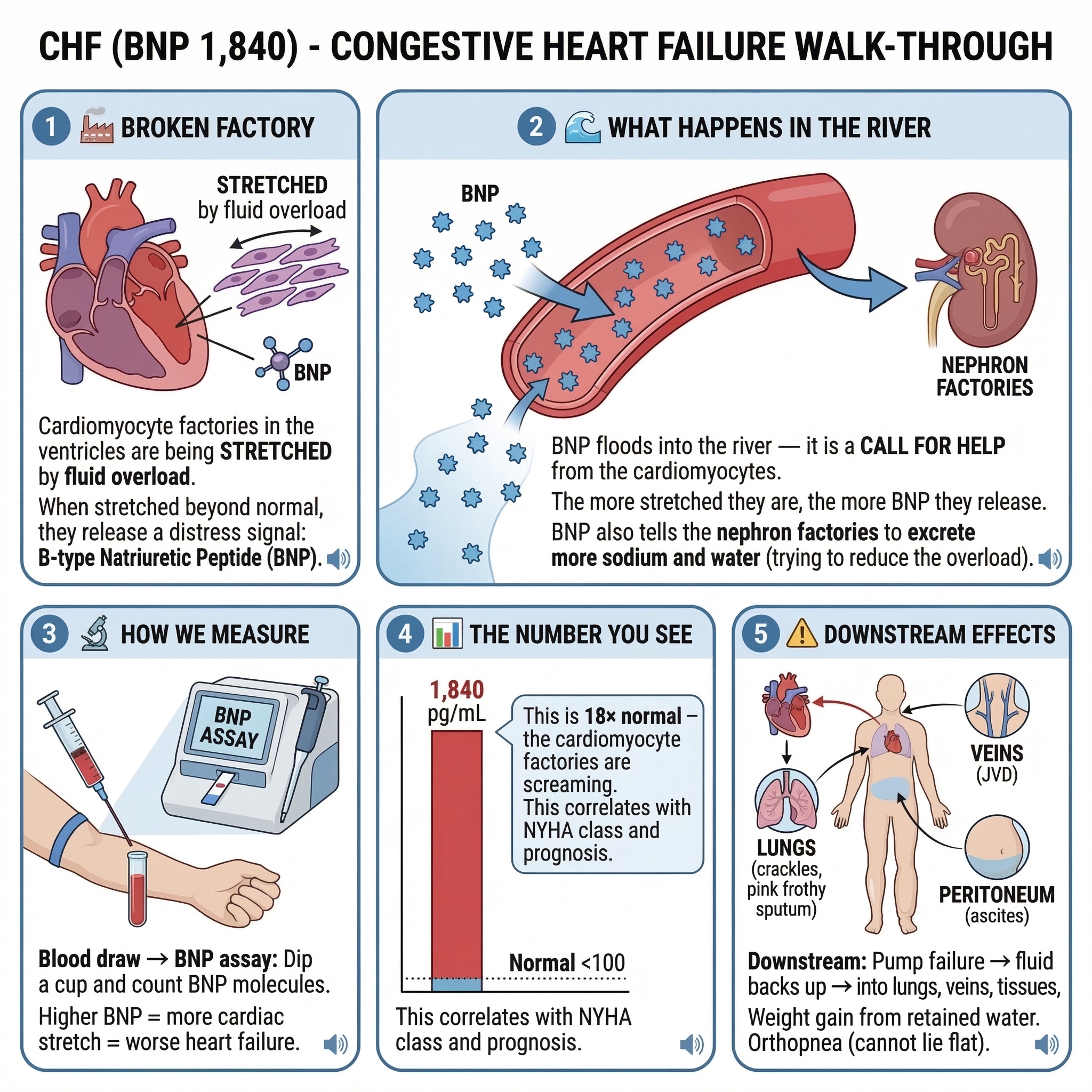 THE ENDOTHELIAL CELL FACTORY | The Highway Lining That Controls All Traffic preview
