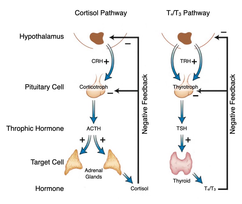 LPN Review - Beta Cell Comprehensive preview