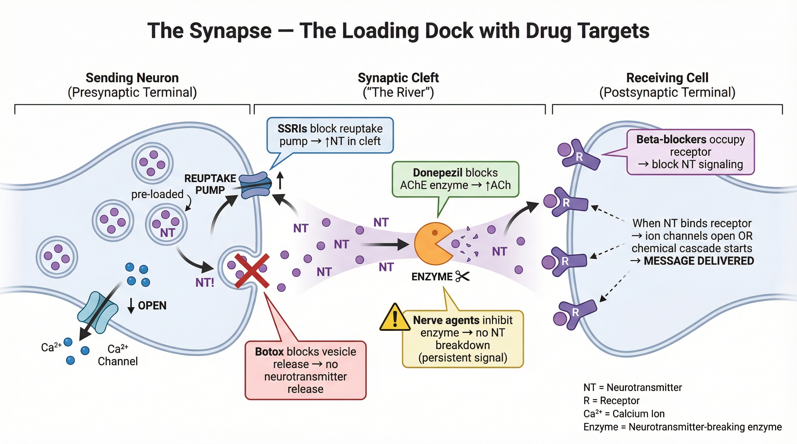 Cell Biology Part 9 Section 2: The Electrical Language & The Messengers preview