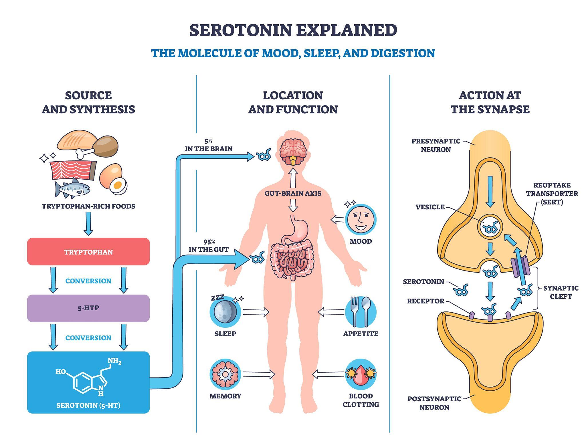 Therapeutic Communication Part 1 Serotonin preview