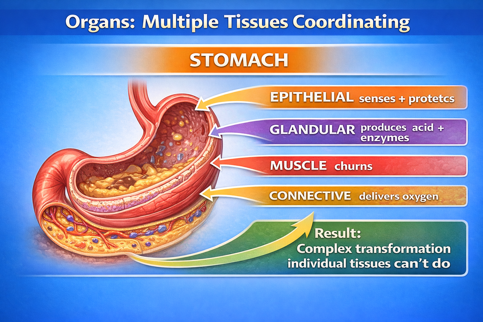 Stomach factory overview