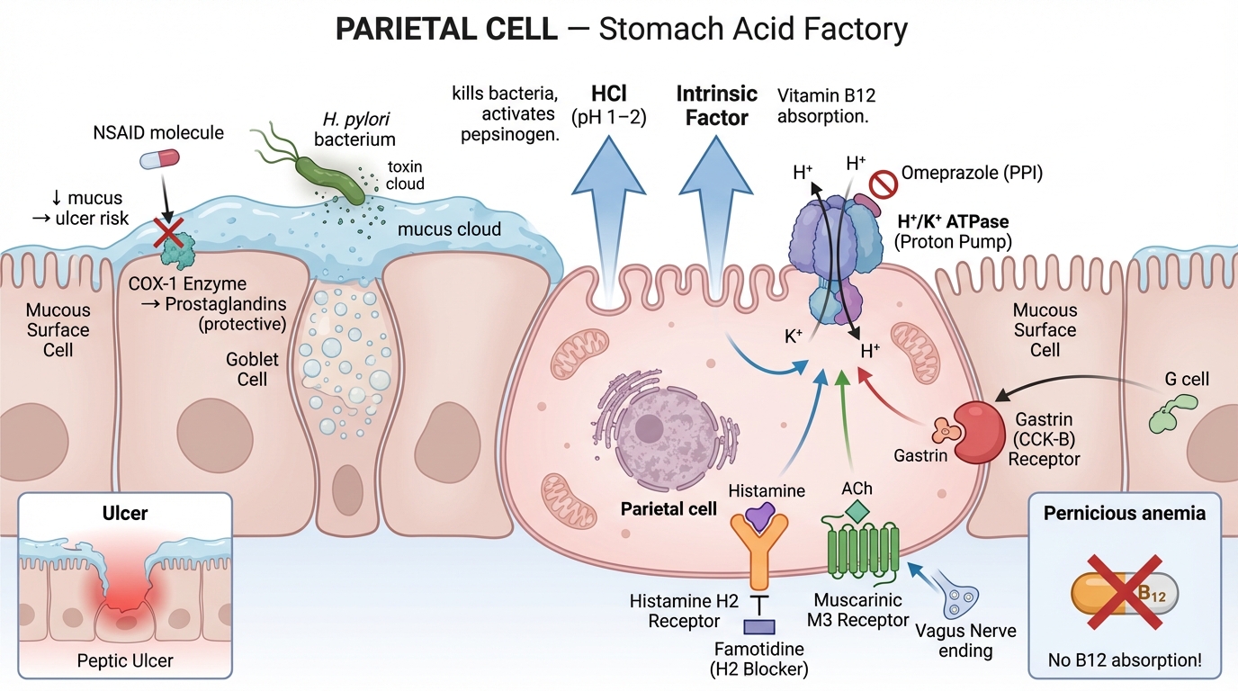 Stomach acid factory visual