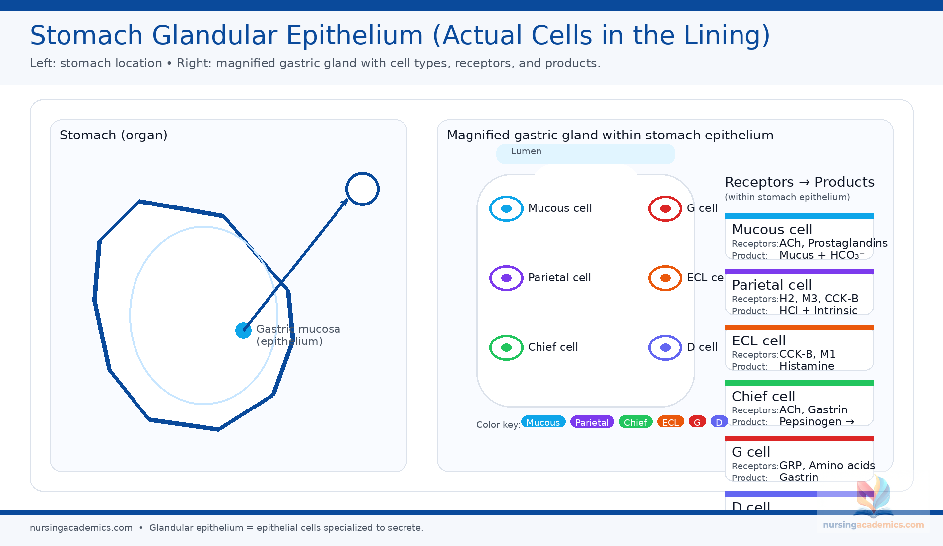 GI cell factories