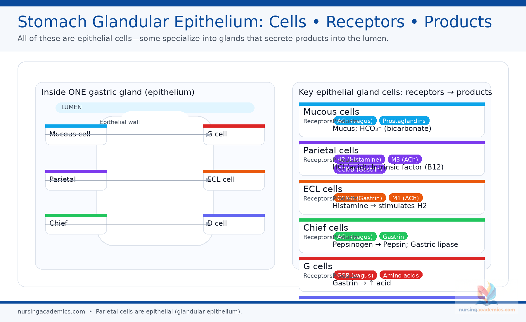 LPN NCLEX Review: Receptor Pharmacology - Complete Guide preview