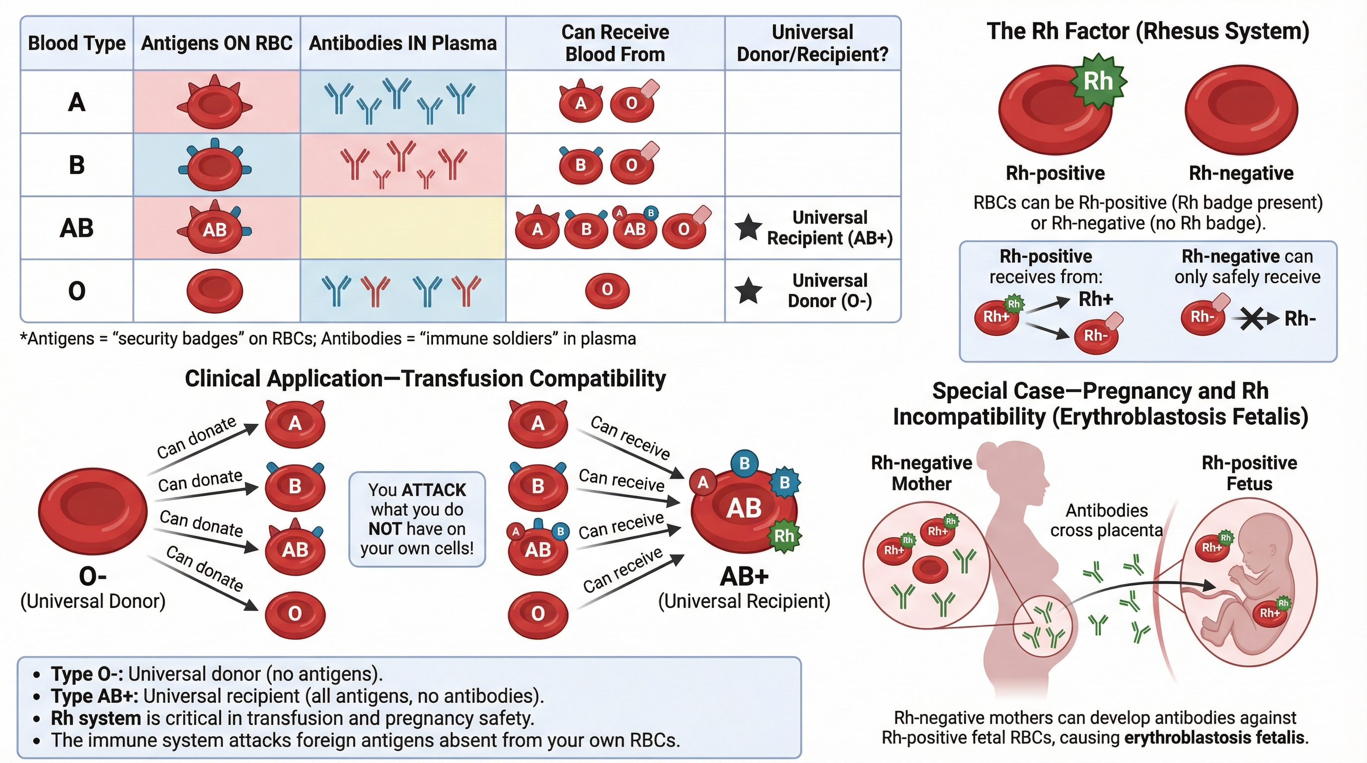 Transfusion and treatment support